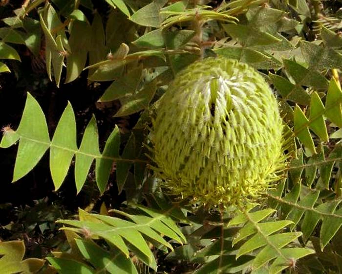 Gardensonline Banksia Baxteri