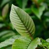 Camptotheca acuminata. Deeply veined leaf