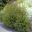 Leucadendron hybrids Harvest Fire - Mount Tomah Botanical Gardens