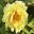 Paeonia suffruticosa 'High Noon'
