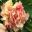 Paeonia suffruticosa, Tree Peony - Jill Triay