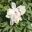 Paeonia suffruticosa 'Yoshinogawa'