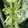 Tubular Creamy green tubular flowers of Sansavieria trifasciata - Mother in Laws tongue