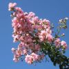 Lagerstroemia indica hybrid - pale pink