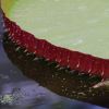 Victoria amazonica, Giant Waterlily