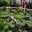 Victoria amazonica - Giant Waterlily at Kew Gardens