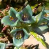 Puya berteroniana - blue green funnel shaped flowers