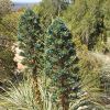 Puya berteroniana -  Mount Tomah Botanic Gardens, NSW