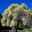 Variegated Peppermint Tree, Agonis flexuosa variegata