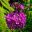 Candelabra primula with purple flowers possibly Primula beesiana