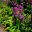 Candelabra primula with purple flowers possibly Primula beesiana