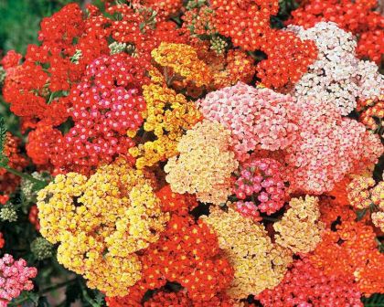 Achillea hybrids come in a wide variety of colours
