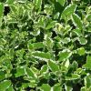 Mentha suaveolens variegata