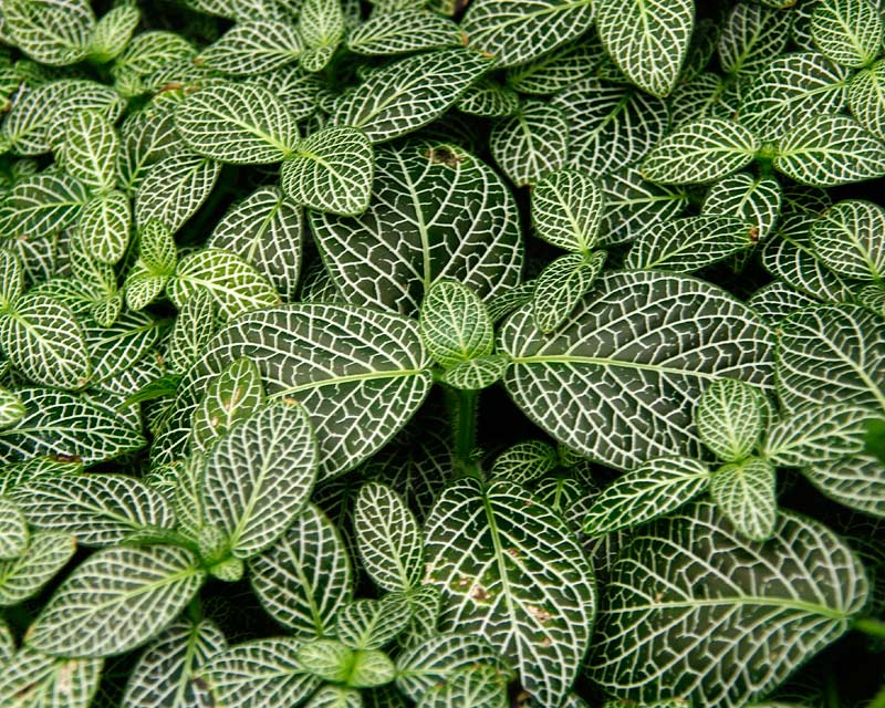 Fittonia albivenis, the Mosaic Plant