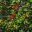 Erythrina x sykesii  Clusters of scarlet pea-like flowers -