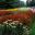 Magnificent display of Helenium autumnale Rubinzwerg planted on masse - Kew Gardens