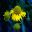 Helenium autumnale Yellow cultivar