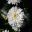 Argyranthemum Sassy Series - Double White