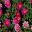 Argyranthemum Sassy Series Deep Rose