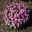 Argyranthemum Sassy Series - Mini Pink