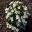 Argyranthemum Sassy Series Mini White