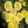 Argyranthemum Sassy Yellow