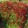 Flower beds Sydney Botanic Gardens - Geranium BIG series Red