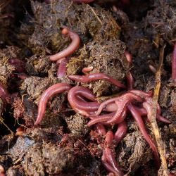 Live Compost Worms