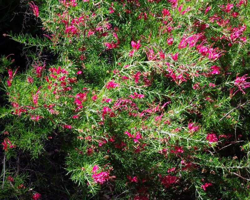 Grevillea rosmarinifolia (Spider Flower)