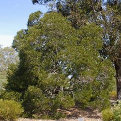Acacia melanoxylon (Blackwood) - tubestock