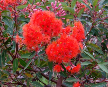 ficifolia corymbia eucalyptus red gardensonline syn tube au flowers