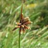 Brown spikelets - Ficinia nodosa (Knobby Club Rush)