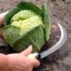 Vegetable Harvesting Knife - Burgon & Ball -