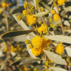 Acacia ligulata -  tubestock