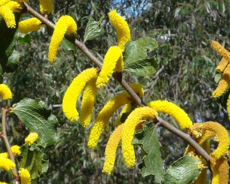 Acacia denticulosa - Sandpaper Wattle has fluffy golden rod shaped flowers