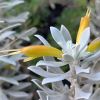 Eremphila glabra 'Kalbarri Carpet' Silver foliage and yellow /orange flowers
