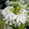 Scaevola aemula - white flowers