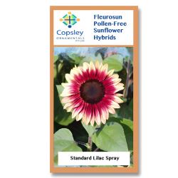 Lilac Spray FleuroSun Sunflower Seeds