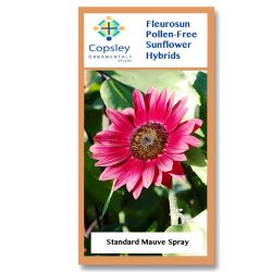 Mauve Spray FleuroSun Sunflower Seeds