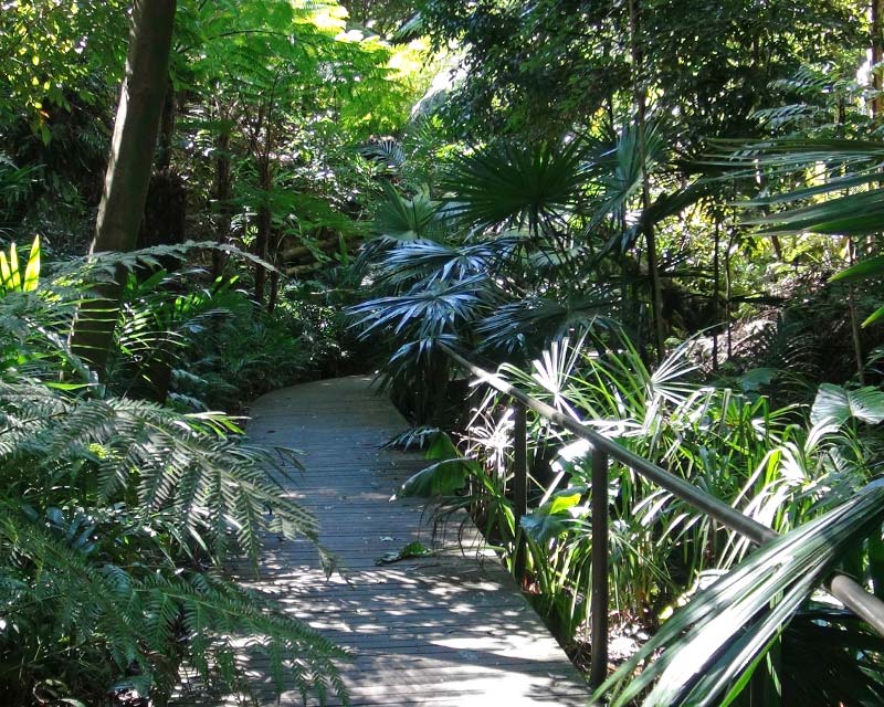 Boardwalk - Lower Rainforest Australian National Botanic Gardens