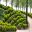 Box Topiary - Chateau Royal d'Amboise