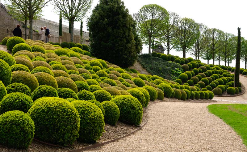 Box Topiary - Chateau Royal d'Amboise