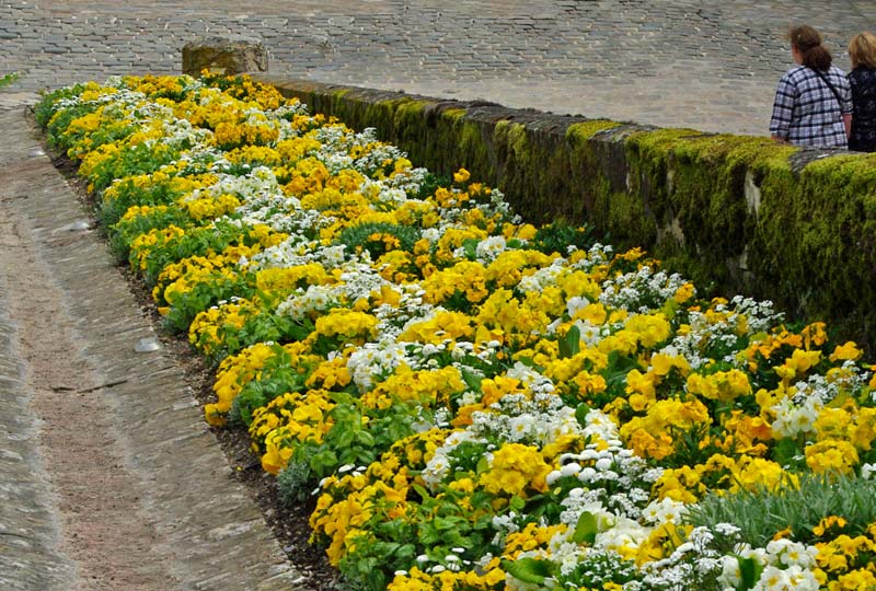 Access ramp has colourful borders of violas, primroses and daisies - Chateau Royal d'Amboise