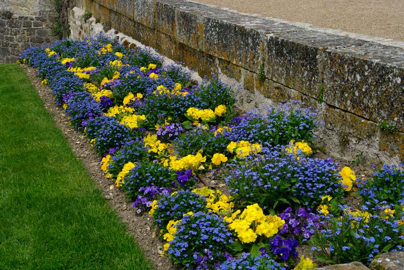 Flower border with violas, for-get-me-nots and primroses - Chateau Royal d'Amboise