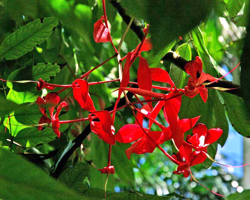 Amherstia nobilis - Flecker Gardens, Cairns Botanic Garden