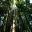 Bamboo Collection - Dendrocalamus asper, Cairns Botanic Garden