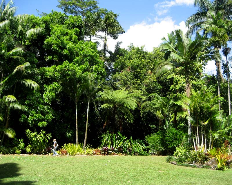 Lawns - Flecker Gardens, Cairns Botanic Garden