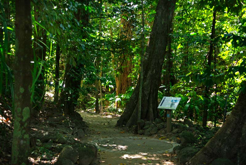 Gondwana Evolution Garden  - Cairns Botanic Gardens