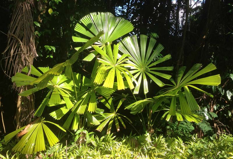 Licuala ramsayi - Cairns Botanic Gardens