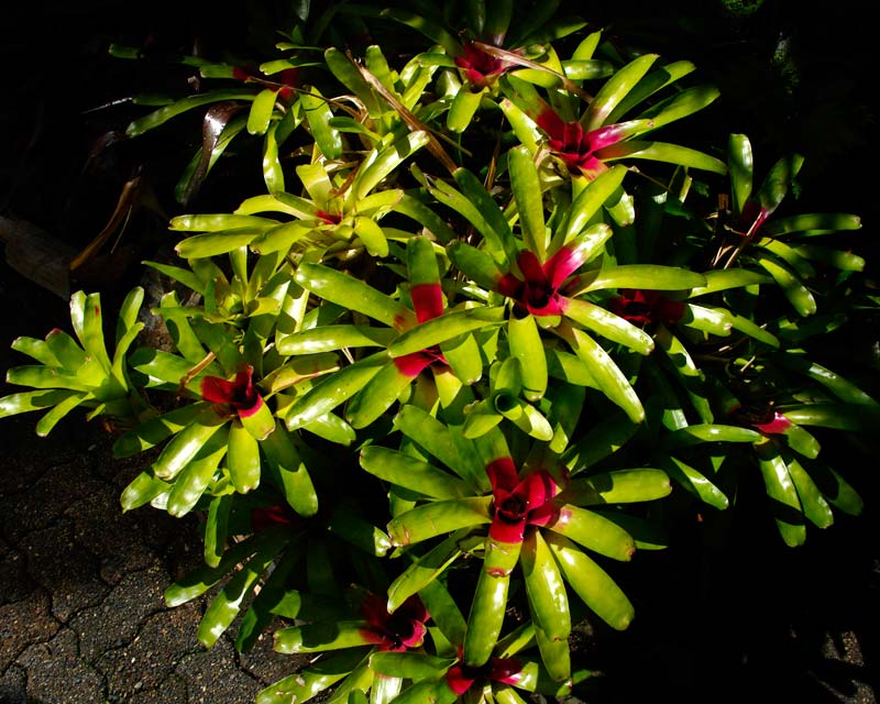 Neorelegia hybrid - Flecker Gardens, Cairns Botanic Garden